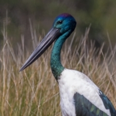 Ephippiorhynchus asiaticus (Black-necked Stork) at Lake Innes, NSW - 30 Apr 2016 by rawshorty