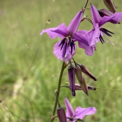 Arthropodium fimbriatum (Nodding Chocolate Lily) at Campbell, ACT - 23 Dec 2021 by SilkeSma