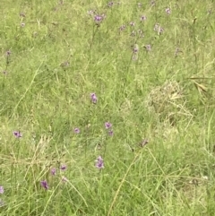 Arthropodium fimbriatum at Campbell, ACT - 24 Dec 2021