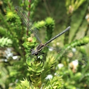 Austroargiolestes calcaris at Paddys River, ACT - 22 Dec 2021