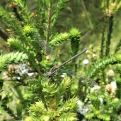 Austroargiolestes calcaris at Paddys River, ACT - 22 Dec 2021