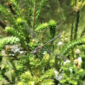 Austroargiolestes calcaris at Paddys River, ACT - 22 Dec 2021