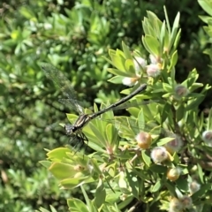 Austroargiolestes calcaris at Paddys River, ACT - 22 Dec 2021