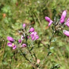 Comesperma retusum (Mountain Milkwort) at Paddys River, ACT - 22 Dec 2021 by CathB