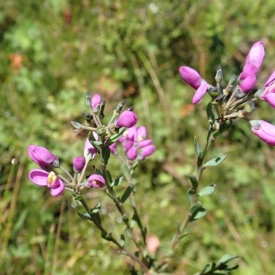 Comesperma retusum (Mountain Milkwort) at Paddys River, ACT - 22 Dec 2021 by CathB