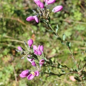 Comesperma retusum at Paddys River, ACT - 22 Dec 2021 03:12 PM