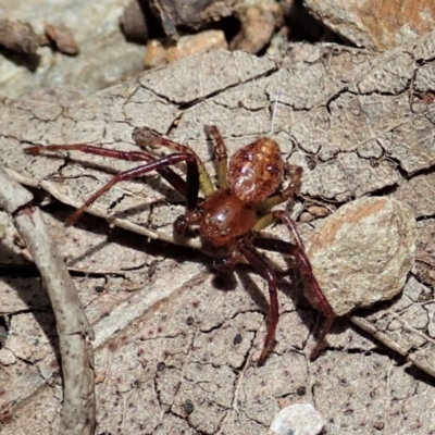 Thomisidae (family) (Unidentified Crab spider or Flower spider) at Cotter River, ACT - 22 Dec 2021 by CathB