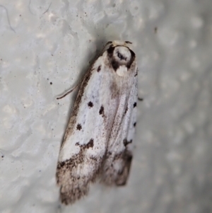 Philobota lysizona at Paddys River, ACT - 22 Dec 2021