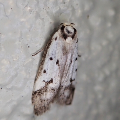 Philobota lysizona (A concealer moth) at Paddys River, ACT - 22 Dec 2021 by CathB