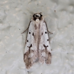 Philobota lysizona at Paddys River, ACT - 22 Dec 2021