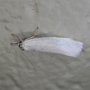 Xylorycta (genus) at Paddys River, ACT - 22 Dec 2021 11:27 AM