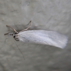 Xylorycta (genus) at Paddys River, ACT - 22 Dec 2021 11:27 AM