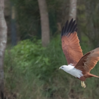 Haliastur indus (Brahminy Kite) at Lake Cathie, NSW - 30 Apr 2016 by rawshorty