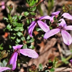 Tetratheca bauerifolia (Heath Pink-bells) at Cotter River, ACT - 21 Dec 2021 by JohnBundock