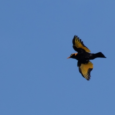 Sericulus chrysocephalus (Regent Bowerbird) at Port Macquarie, NSW - 29 Dec 2020 by rawshorty