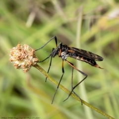 Gynoplistia sp. (genus) (Crane fly) at Aranda Bushland - 24 Dec 2021 by Roger
