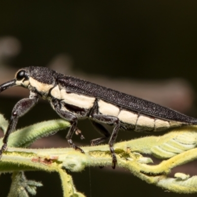 Rhinotia phoenicoptera (Belid weevil) at Aranda Bushland - 24 Dec 2021 by Roger