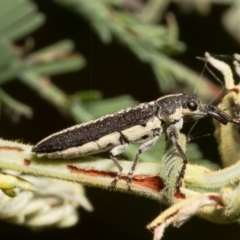 Rhinotia adelaidae (A belid weevil) at Molonglo Valley, ACT - 23 Dec 2021 by Roger