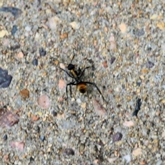 Polyrhachis ammon (Golden-spined Ant, Golden Ant) at Pambula Beach, NSW - 24 Dec 2021 by KylieWaldon