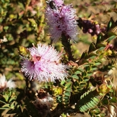 Melaleuca gibbosa (Slender Honey-myrtle) at Cassini, SA - 24 Dec 2021 by LD12