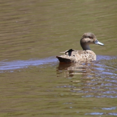 Anas gracilis (Grey Teal) at Boydtown, NSW - 21 Dec 2021 by KylieWaldon