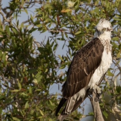 Pandion haliaetus (Osprey) at Lake Cathie, NSW - 29 Apr 2016 by rawshorty