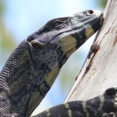 Varanus varius (Lace Monitor) at Boydtown, NSW - 21 Dec 2021 by KylieWaldon