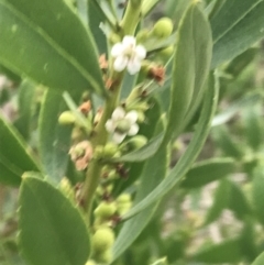 Myoporum insulare (Common Boobialla) at Ventnor, VIC - 15 Dec 2021 by Tapirlord