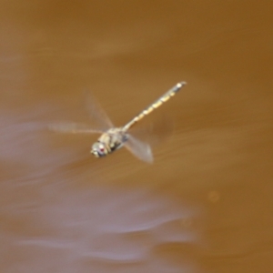 Hemicordulia tau at Boydtown, NSW - 21 Dec 2021 12:11 PM