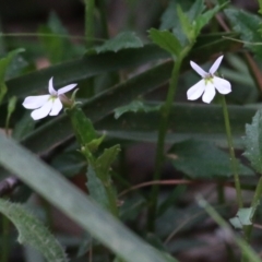 Lobelia purpurascens (White Root) at Wyndham, NSW - 22 Dec 2021 by KylieWaldon