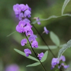 Glycine microphylla (Small-leaf Glycine) at Wyndham, NSW - 21 Dec 2021 by KylieWaldon