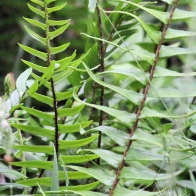 Pellaea falcata (Sickle Fern) at Wyndham, NSW - 22 Dec 2021 by KylieWaldon