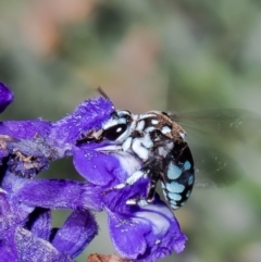 Thyreus caeruleopunctatus (Chequered cuckoo bee) at Macgregor, ACT - 24 Dec 2021 by Roger