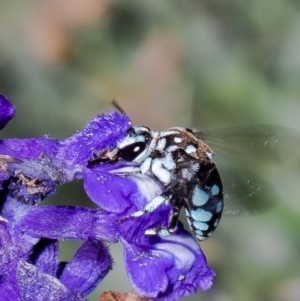 Thyreus caeruleopunctatus at Macgregor, ACT - suppressed