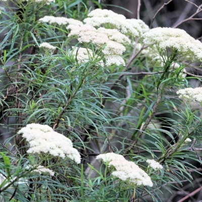 Cassinia longifolia (Shiny Cassinia, Cauliflower Bush) at Wyndham, NSW - 21 Dec 2021 by KylieWaldon