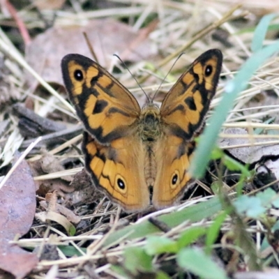 Heteronympha merope (Common Brown Butterfly) at Wyndham, NSW - 21 Dec 2021 by KylieWaldon