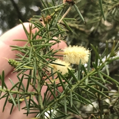Acacia verticillata subsp. ovoidea (Prickly Moses) at Ventnor, VIC - 15 Dec 2021 by Tapirlord