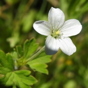 Geranium sp. at Brindabella, NSW - 21 Dec 2021 01:30 PM