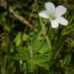 Geranium sp. at Brindabella, NSW - 21 Dec 2021