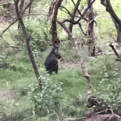 Wallabia bicolor (Swamp Wallaby) at Ventnor, VIC - 15 Dec 2021 by Tapirlord