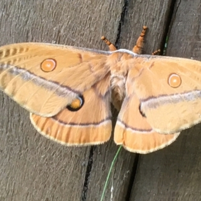 Opodiphthera helena (Helena Gum Moth) at Kings Point, NSW - 24 Dec 2021 by YellowButton