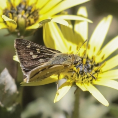 Trapezites luteus (Yellow Ochre, Rare White-spot Skipper) at Hawker, ACT - 26 Oct 2021 by AlisonMilton