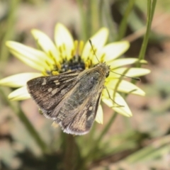 Trapezites luteus at Hawker, ACT - 26 Oct 2021