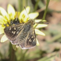 Trapezites luteus at Hawker, ACT - 26 Oct 2021