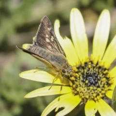 Trapezites luteus at Hawker, ACT - 26 Oct 2021