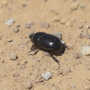 Heteronychus arator at Hawker, ACT - 26 Oct 2021