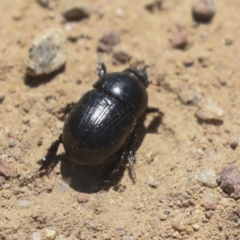 Heteronychus arator at Hawker, ACT - 26 Oct 2021