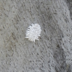 Cryptolaemus montrouzieri (Mealybug ladybird) at Scullin, ACT - 28 Oct 2021 by AlisonMilton