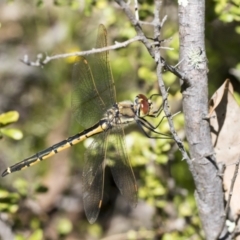 Hemicordulia tau (Tau Emerald) at Hawker, ACT - 26 Oct 2021 by AlisonMilton