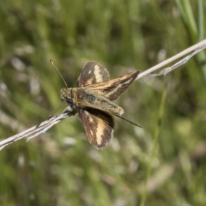 Taractrocera papyria at Hawker, ACT - 26 Oct 2021 10:42 AM